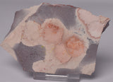 FOSSIL PORPITA LIAONANELLA, MEDUSA, PRE CAMBRIAN, AUSTRALIA F06