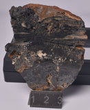 STROMATOLITE Microbial Fossil Mat Dresser Formation, Australia S164