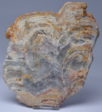 Stromatolite NEOPROTEROZOIC, Noondine Chert, Slice, Australia S182