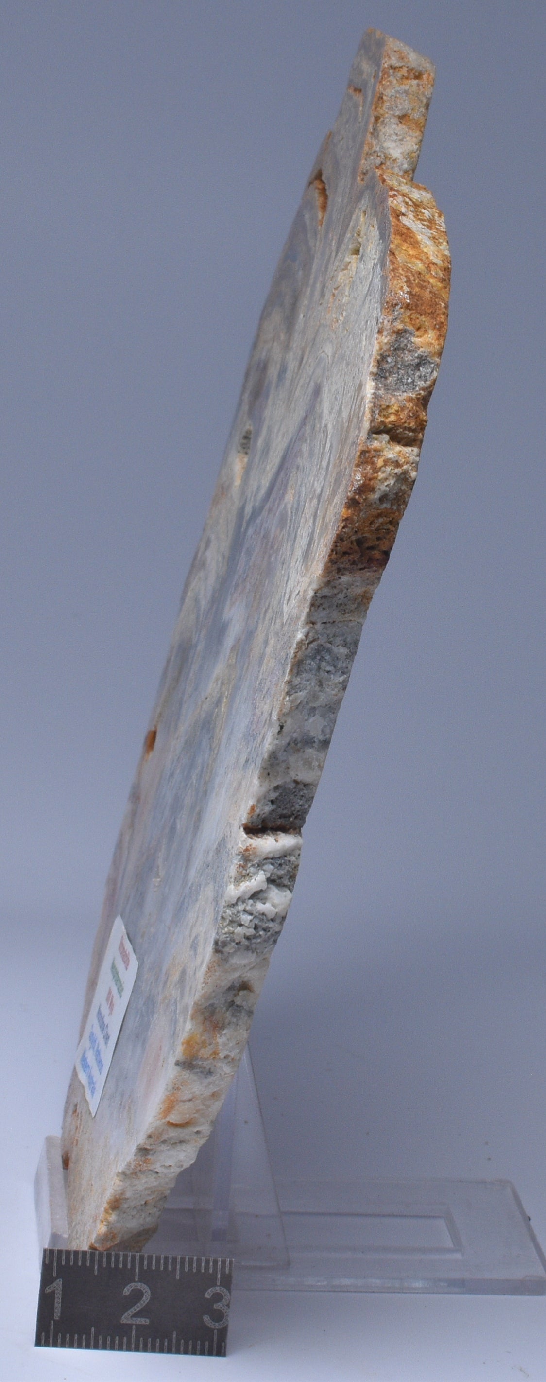 Stromatolite NEOPROTEROZOIC, Noondine Chert, Slice, Australia S182