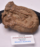 CRINOID FOSSIL, Jimbacrinus Bostocki, Western Australia, CR49