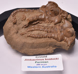 CRINOID FOSSIL, Jimbacrinus Bostocki, Western Australia, CR49