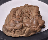 CRINOID FOSSIL, Jimbacrinus Bostocki, Western Australia, CR49