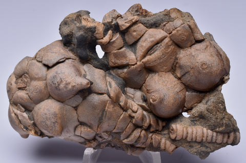 CRINOID FOSSIL, Jimbacrinus Bostocki, Western Australia, CR57