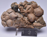 CRINOID FOSSIL, Jimbacrinus Bostocki, Western Australia, CR57