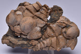 CRINOID FOSSIL, Jimbacrinus Bostocki, Western Australia, CR57