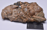 CRINOID FOSSIL, Jimbacrinus Bostocki, Western Australia, CR57