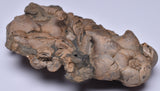 CRINOID FOSSIL, Jimbacrinus Bostocki, Western Australia, CR57