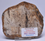 OSMUNDA SLICE, CRETACEOUS, MILES, CHINCHILLA, QUEENSLAND, AUSTRALIA S991