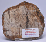 OSMUNDA SLICE, CRETACEOUS, MILES, CHINCHILLA, QUEENSLAND, AUSTRALIA S991