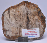 OSMUNDA SLICE, CRETACEOUS, MILES, CHINCHILLA, QUEENSLAND, AUSTRALIA S991