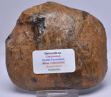 OSMUNDA SLICE, CRETACEOUS, MILES, CHINCHILLA, QUEENSLAND, AUSTRALIA S991