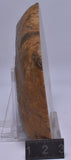 OSMUNDA SLICE, CRETACEOUS, MILES, CHINCHILLA, QUEENSLAND, AUSTRALIA S991