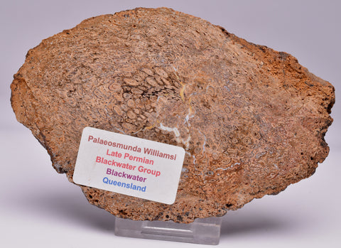 PALAEOSMUNDA WILLIAMSII Gould Plant Fossil Slice, QLD Australia S748