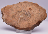 PALAEOSMUNDA WILLIAMSII Gould Plant Fossil Slice, QLD Australia S748