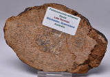 PALAEOSMUNDA WILLIAMSII Gould Plant Fossil Slice, QLD Australia S892