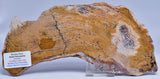 STRELLEY POOL SLICED STROMATOLITE, 3.4 byo, Australia S899