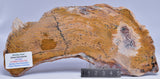 STRELLEY POOL SLICED STROMATOLITE, 3.4 byo, Australia S899