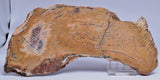 STRELLEY POOL SLICED STROMATOLITE, 3.4 byo, Australia S899