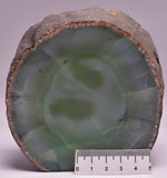 Agate, Dyed, Polished Geode Sliced from Brazil P520