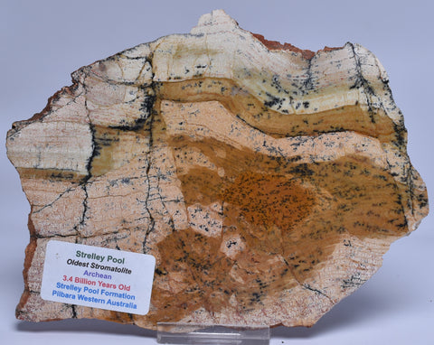 Stromatolite STRELLEY POOL SLICE, 3.43 byo,  Australia S1108
