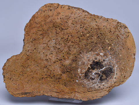 PALAEOSMUNDA WILLIAMSII Gould Plant Fossil Slice, QLD Australia S1249