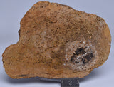 PALAEOSMUNDA WILLIAMSII Gould Plant Fossil Slice, QLD Australia S1249