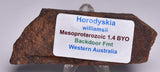 HORODYSKIA Mesoproterozoic 1.4 B.Y.O AUSTRALIAN FOSSIL S664