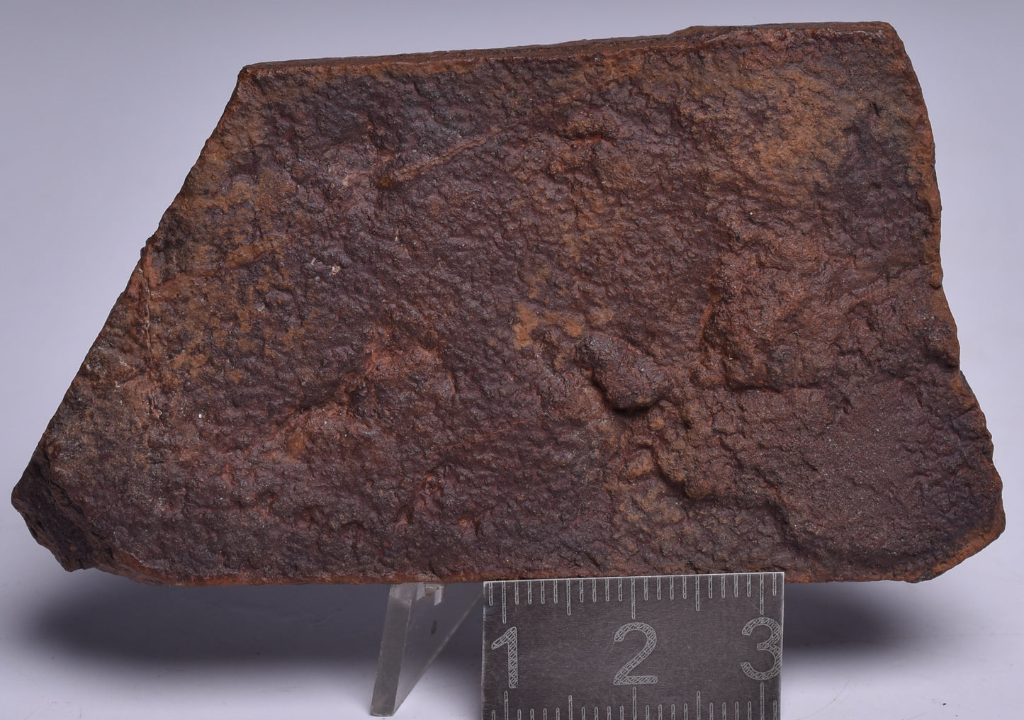 HORODYSKIA Mesoproterozoic 1.4 B.Y.O, AUSTRALIAN FOSSIL S1255