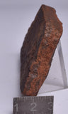HORODYSKIA Mesoproterozoic 1.4 B.Y.O, AUSTRALIAN FOSSIL S1255