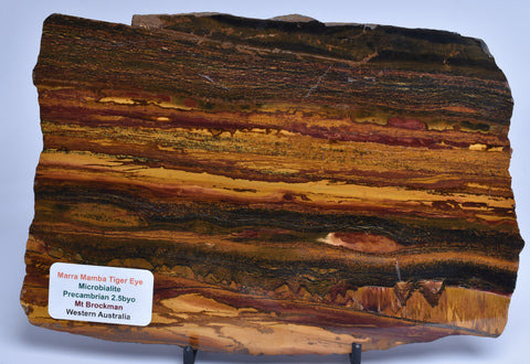MARRA MAMBA TIGER EYE Polished Slice, Microbialite, Australia S667