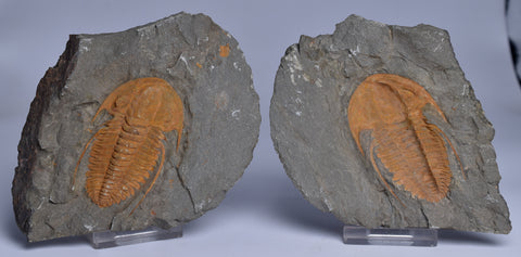 TRILOBITE FOSSIL, Acadoparadoxides specimen pair, 540 myo, Morocco F402