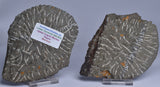 TRILOBITE FOSSIL, Acadoparadoxides specimen pair, 540 myo, Morocco F402