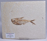 FISH FOSSIL DIPLOMYSTUS DENTATUSF F56