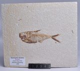 FISH FOSSIL DIPLOMYSTUS DENTATUSF F56