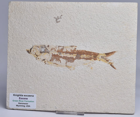 FISH FOSSIL, KNIGHTIA EOCAENA FISH FOSSIL F65