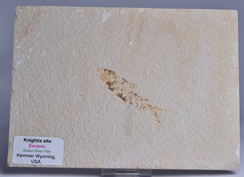 FISH FOSSIL, KNIGHTIA ALTA FISH FOSSIL F67