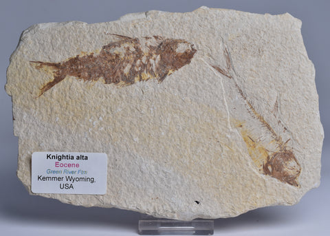 FISH FOSSIL, KNIGHTIA ALTA FISH FOSSIL F70