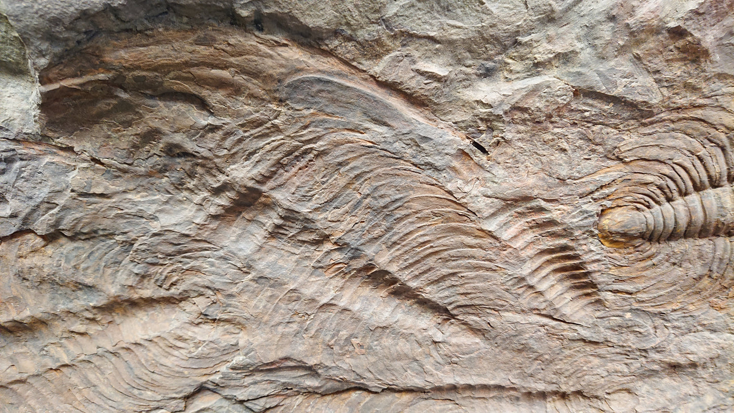 Trilobites Pair