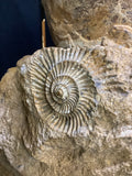 Ammonite