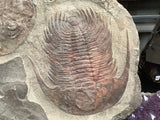 Trilobite Fossil Plate