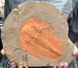 Trilobite Fossil Pair