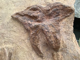 Crinoid and Starfish Fossil