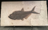 Fossil Fish Diplomystus