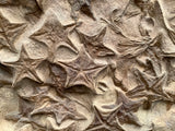 Crinoid and Starfish Fossil