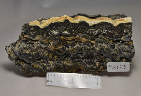 STROMATOLITE Microbial Fossil Mat Dresser Formation, Australia SLICE MS125