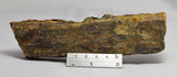 STROMATOLITE Microbial Fossil Mat Dresser Formation, Australia MICR00013