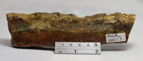 STROMATOLITE Microbial Fossil Mat Dresser Formation, Australia MICR00013