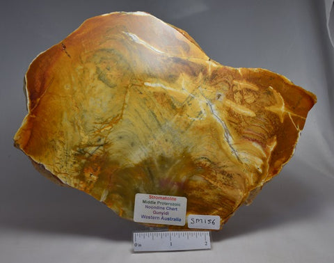 STROMATOLITE, MICROBIALITE, PROTEROZOIC,NOONDINE CHERT, AUSTRALIA (SM156)