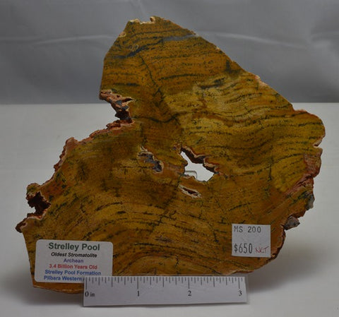 Stromatolite STRELLEY POOL SLICE, 3.4byo, MS121